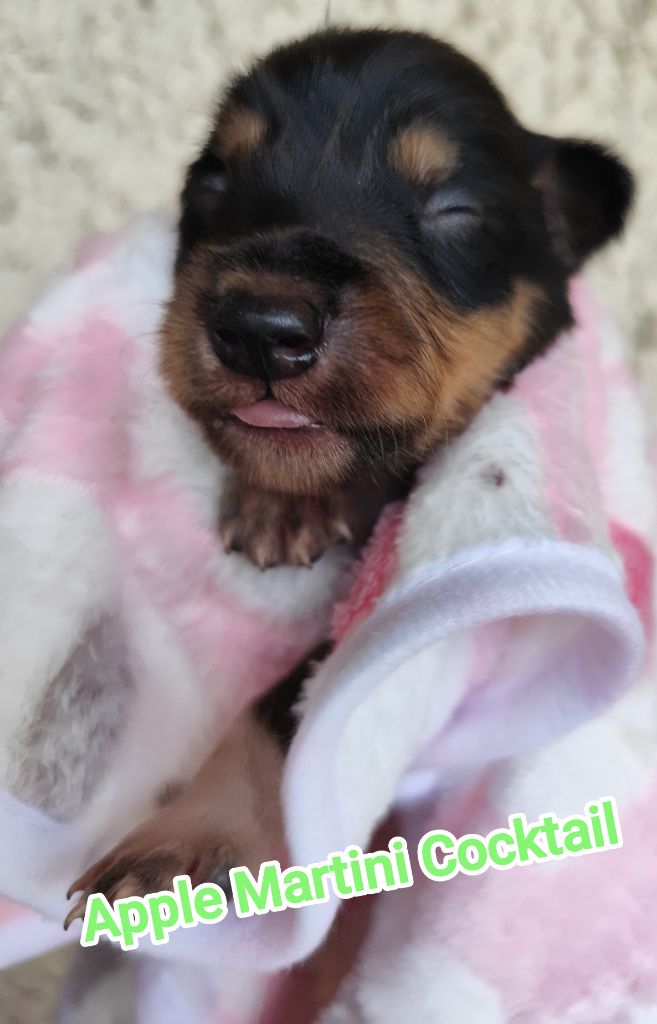Des Vives Etoiles D’Argent - Chiots disponibles - Border Collie