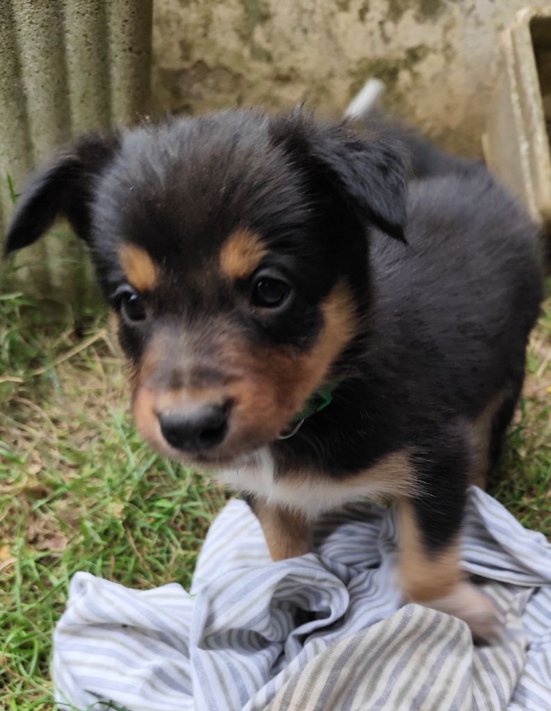 Des Vives Etoiles D’Argent - Chiots disponibles - Border Collie