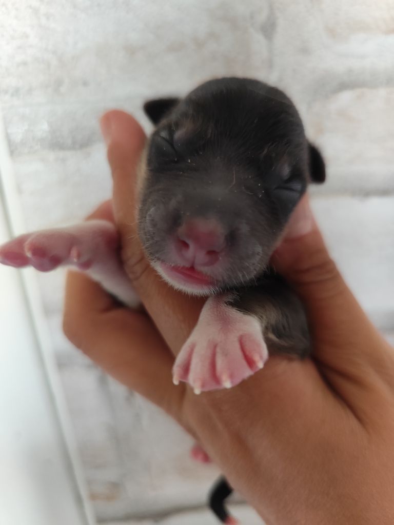 Des Vives Etoiles D’Argent - Chiots disponibles - Border Collie