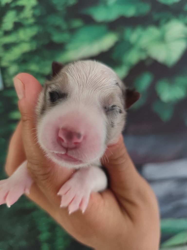 Des Vives Etoiles D’Argent - Chiots disponibles - Border Collie