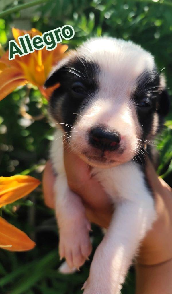 Des Vives Etoiles D’Argent - Chiots disponibles - Border Collie