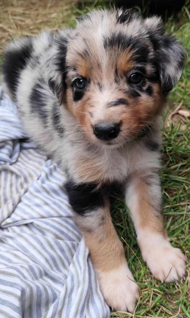 Des Vives Etoiles D’Argent - Chiots disponibles - Border Collie