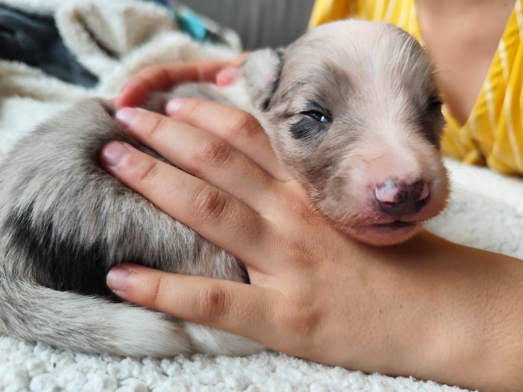Des Vives Etoiles D’Argent - Chiots disponibles - Border Collie