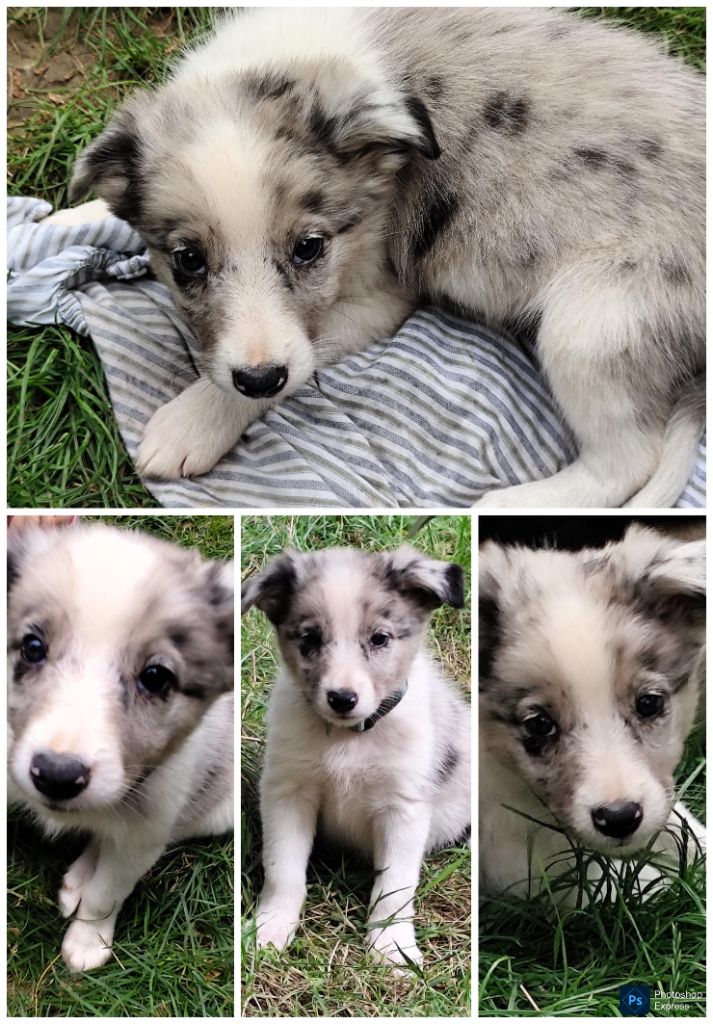 Des Vives Etoiles D’Argent - Chiots disponibles - Border Collie