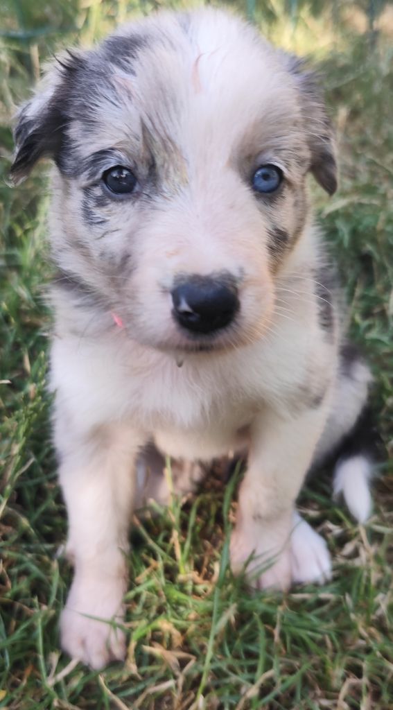 Des Vives Etoiles D’Argent - Chiots disponibles - Border Collie