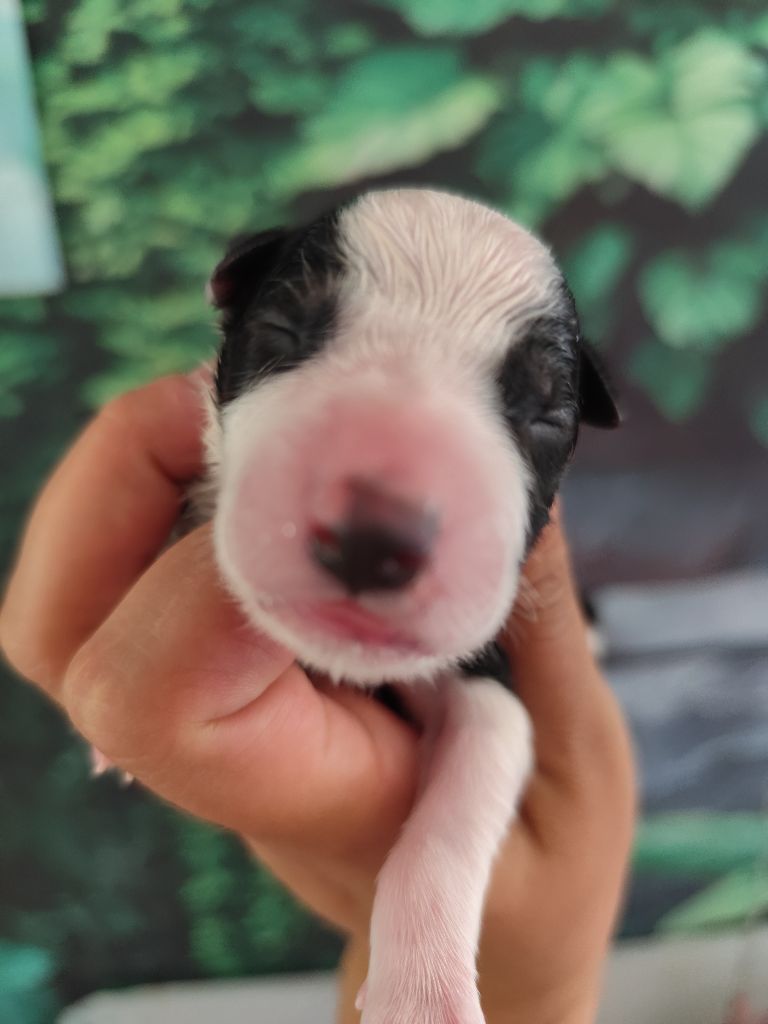 Des Vives Etoiles D’Argent - Chiots disponibles - Border Collie