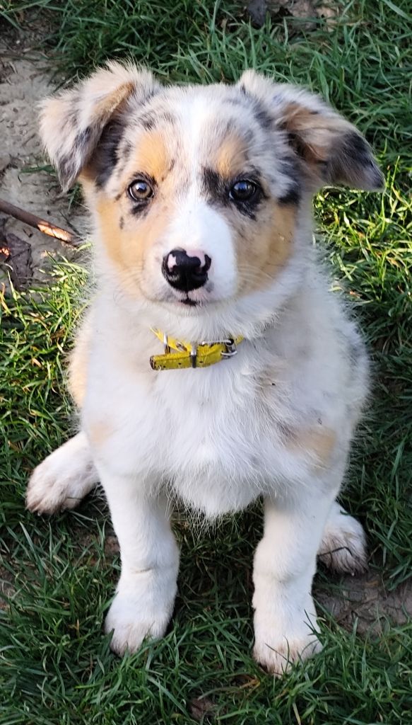 Des Vives Etoiles D’Argent - Chiots disponibles - Border Collie