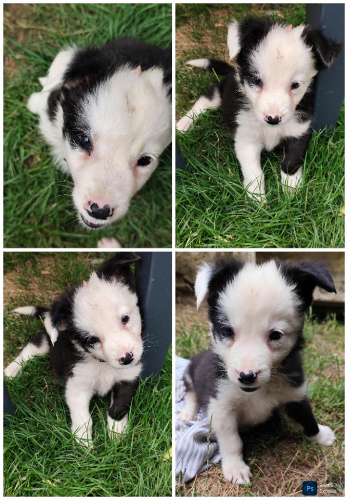 Des Vives Etoiles D’Argent - Chiots disponibles - Border Collie
