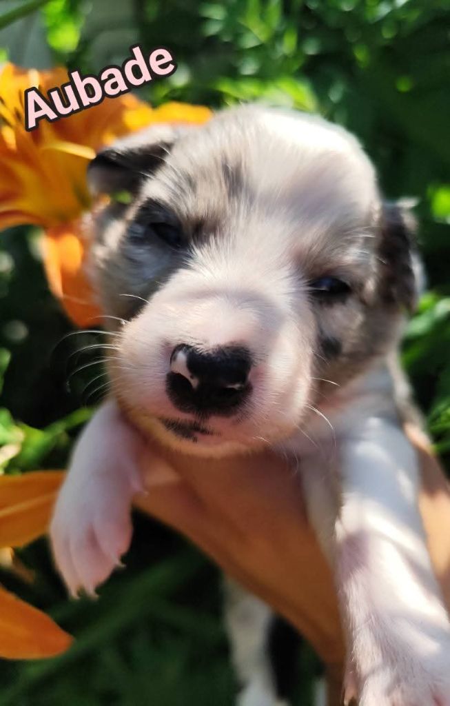 Des Vives Etoiles D’Argent - Chiots disponibles - Border Collie