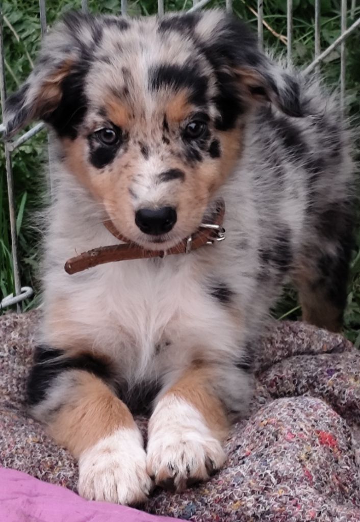 Des Vives Etoiles D’Argent - Chiots disponibles - Border Collie