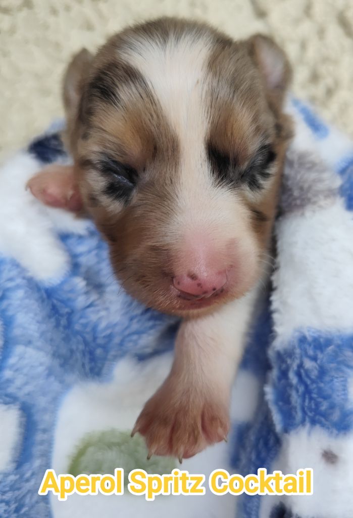 Des Vives Etoiles D’Argent - Chiots disponibles - Border Collie