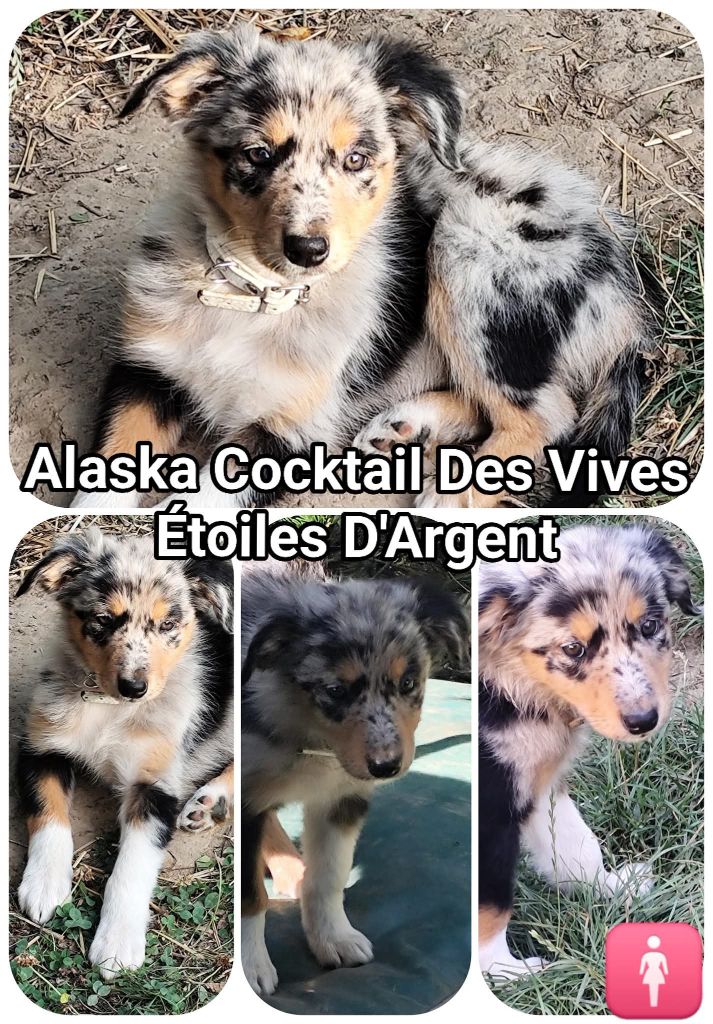 Des Vives Etoiles D’Argent - Chiots disponibles - Border Collie