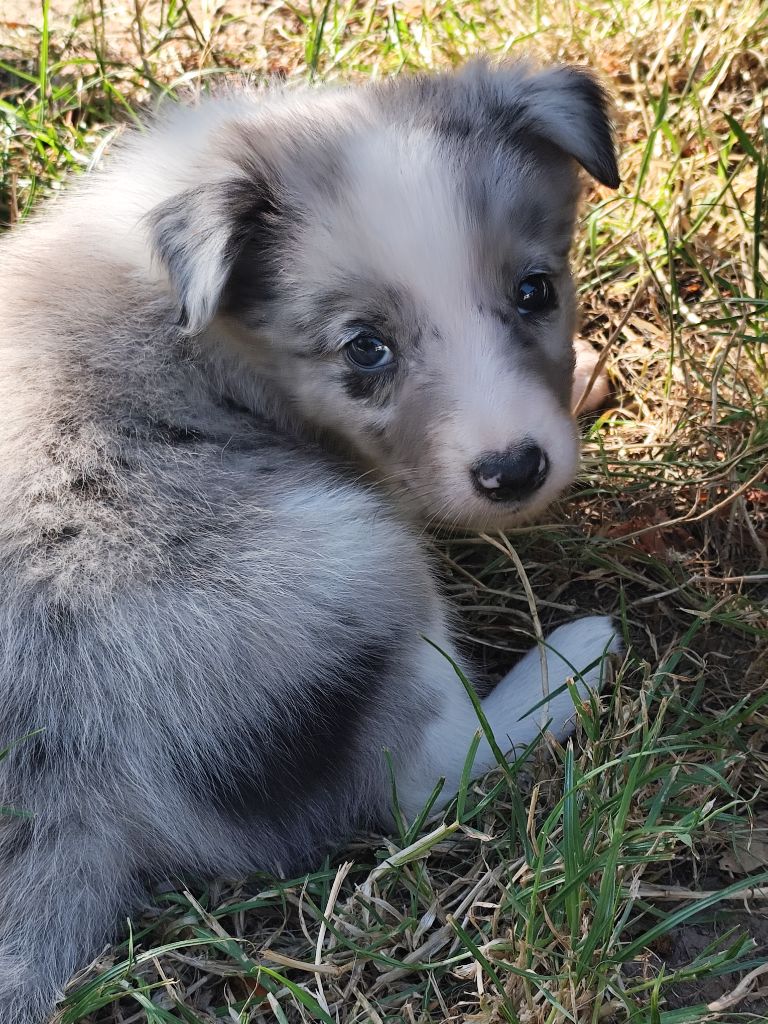 Des Vives Etoiles D’Argent - Chiots disponibles - Border Collie