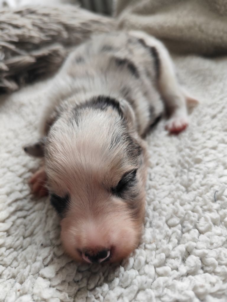 Des Vives Etoiles D’Argent - Chiots disponibles - Border Collie