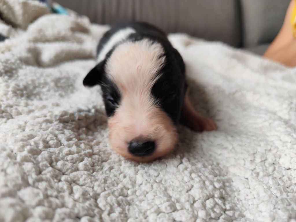 Des Vives Etoiles D’Argent - Chiots disponibles - Border Collie
