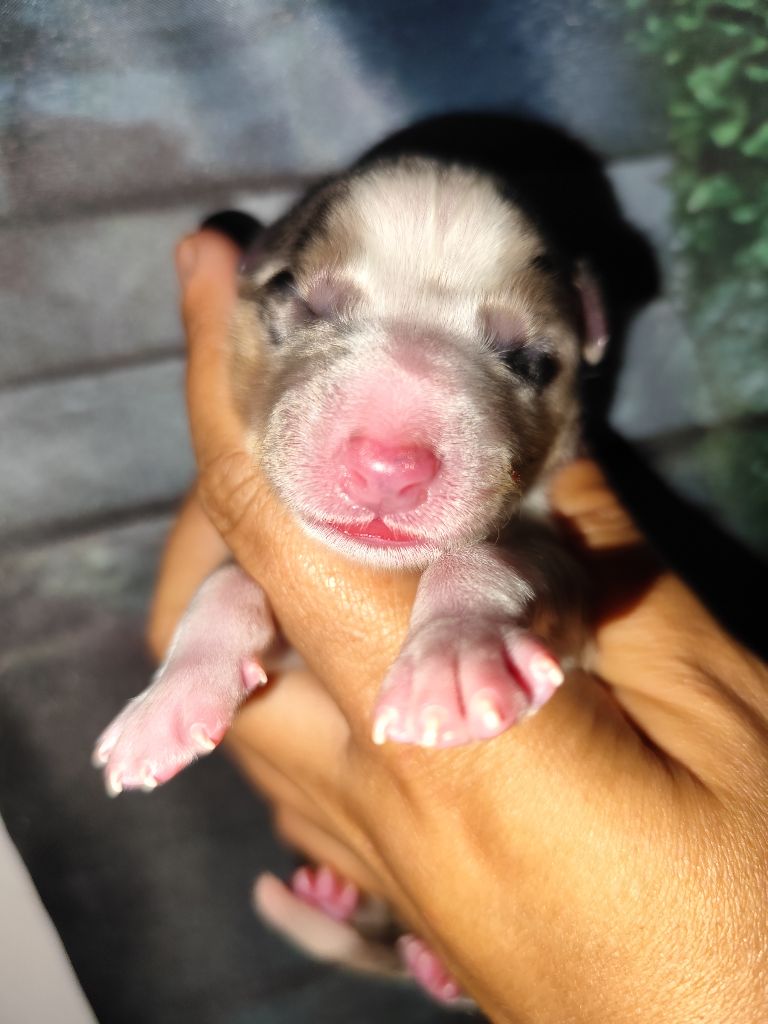 Des Vives Etoiles D’Argent - Chiots disponibles - Border Collie