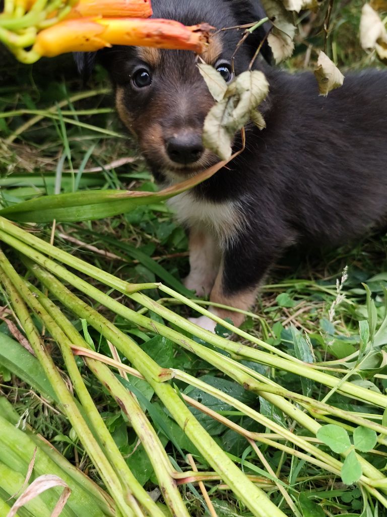 Des Vives Etoiles D’Argent - Chiots disponibles - Border Collie