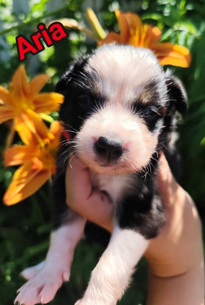 Des Vives Etoiles D’Argent - Chiots disponibles - Border Collie