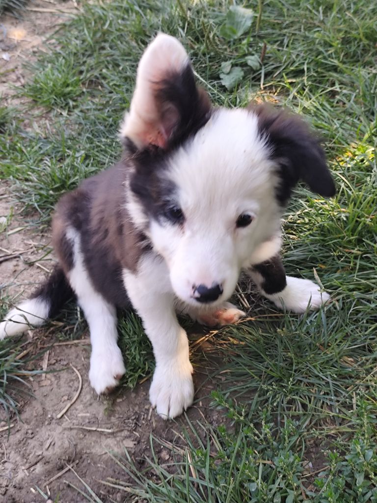 Chiot Border Collie Des Vives Etoiles D’Argent