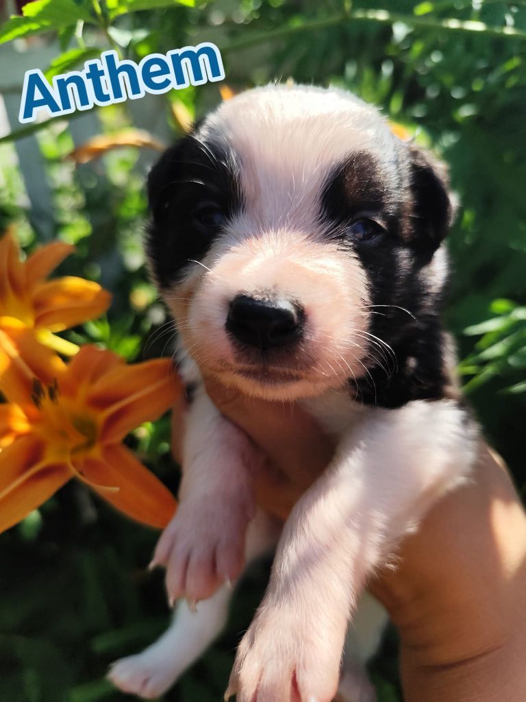 Des Vives Etoiles D’Argent - Chiots disponibles - Border Collie