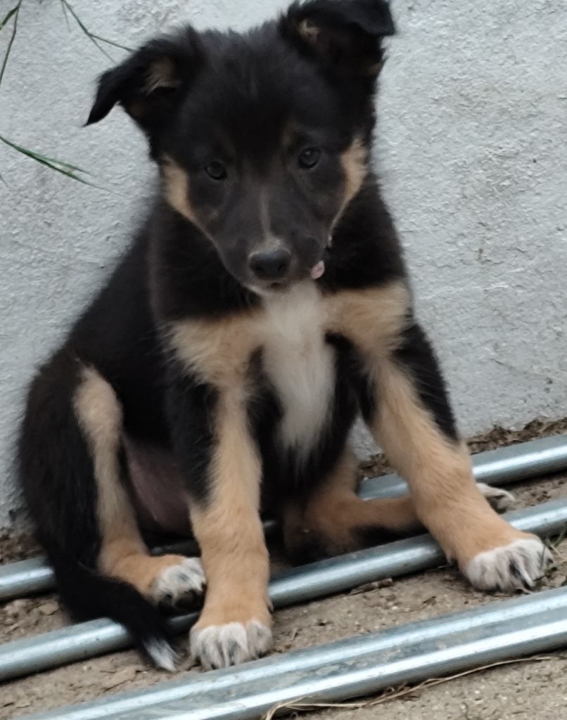 Des Vives Etoiles D’Argent - Chiots disponibles - Border Collie
