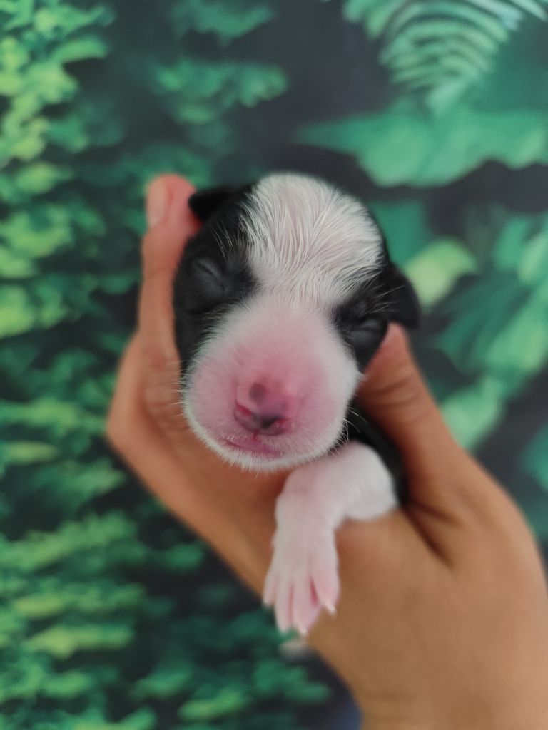 Des Vives Etoiles D’Argent - Chiots disponibles - Border Collie
