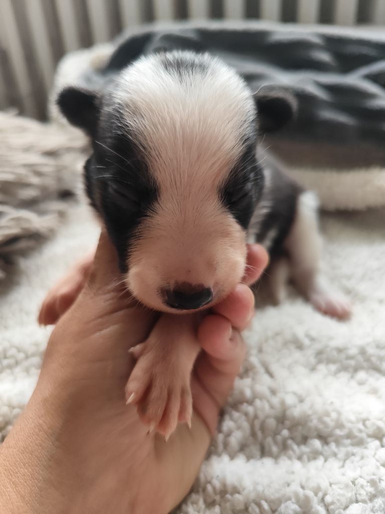 Des Vives Etoiles D’Argent - Chiots disponibles - Border Collie