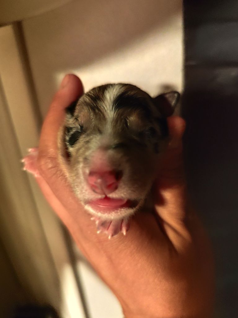 Des Vives Etoiles D’Argent - Chiots disponibles - Border Collie