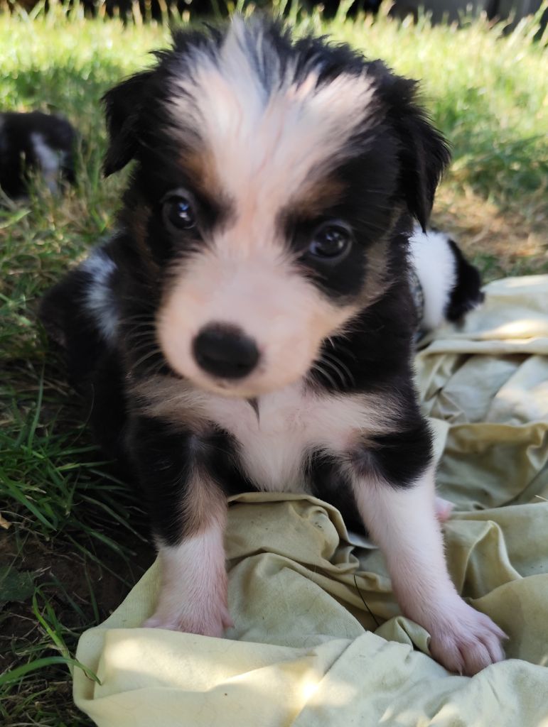 Des Vives Etoiles D’Argent - Chiots disponibles - Border Collie
