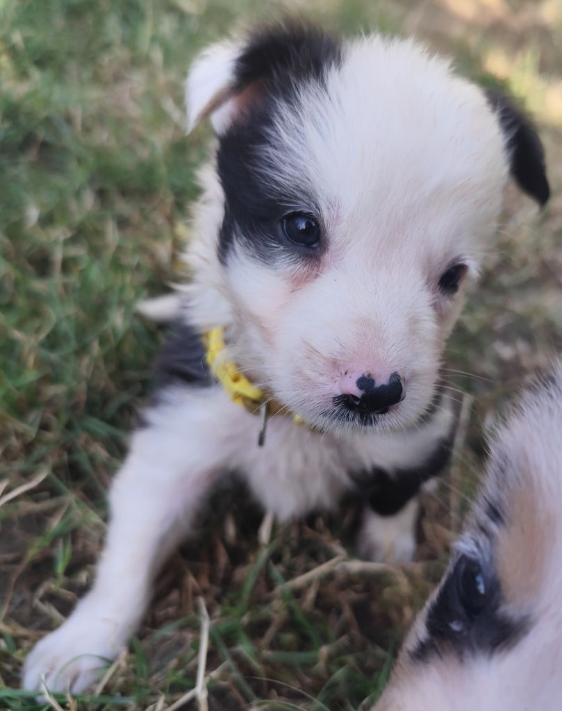 Des Vives Etoiles D’Argent - Chiots disponibles - Border Collie