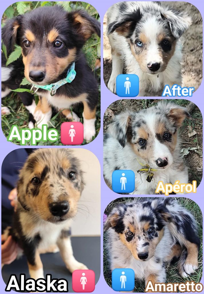 Des Vives Etoiles D’Argent - Border Collie - Portée née le 21/06/2025