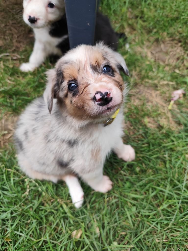 Des Vives Etoiles D’Argent - Chiots disponibles - Border Collie