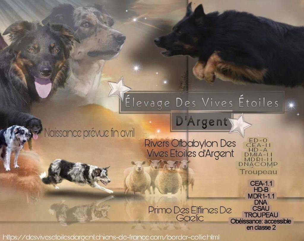 Chiot Border Collie Des Vives Etoiles D’Argent