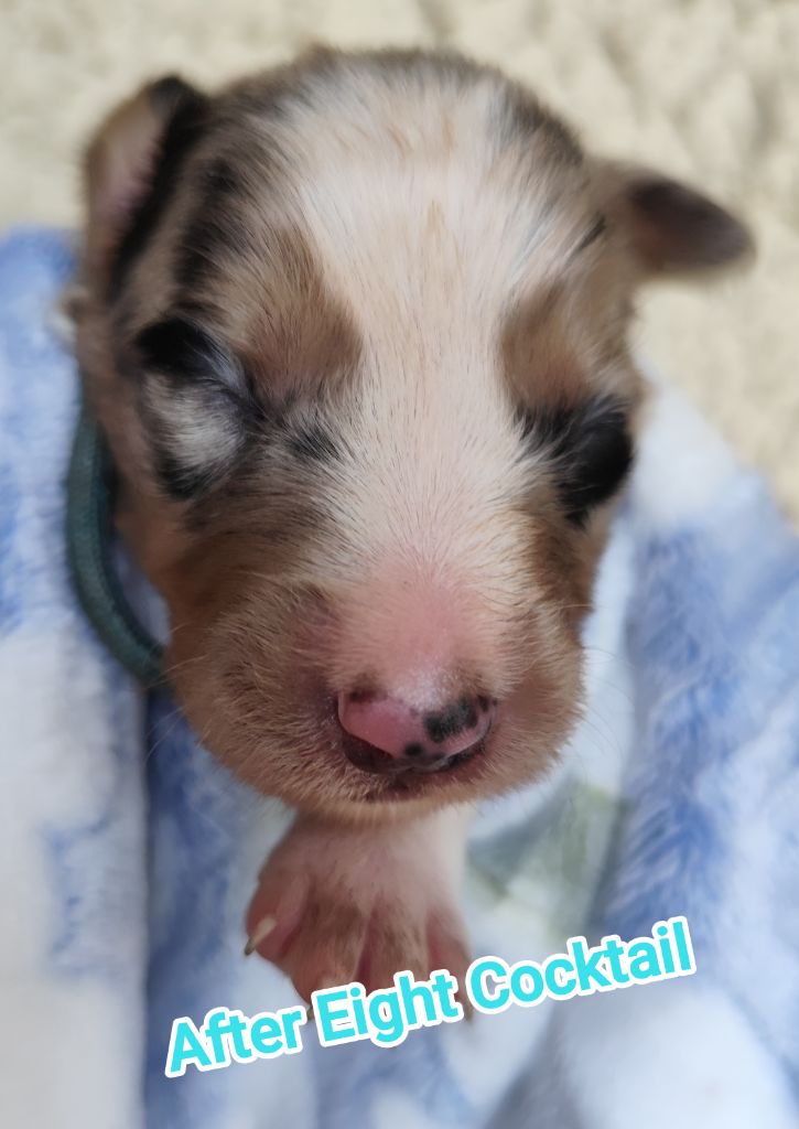 Des Vives Etoiles D’Argent - Chiots disponibles - Border Collie