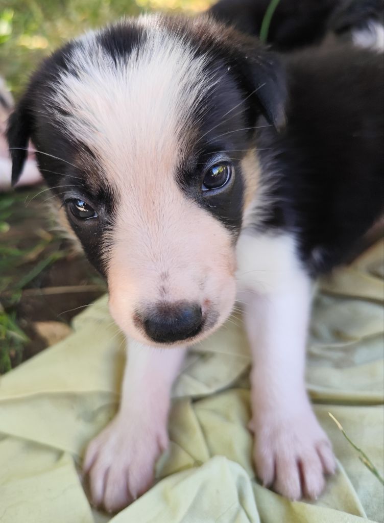 Des Vives Etoiles D’Argent - Chiots disponibles - Border Collie