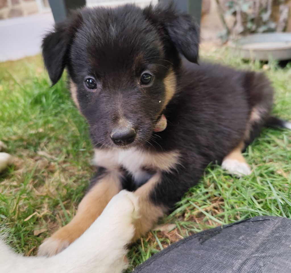 Des Vives Etoiles D’Argent - Chiots disponibles - Border Collie
