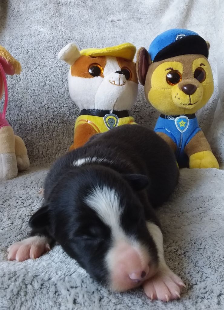 Des Vives Etoiles D’Argent - Border Collie - Portée née le 09/09/2022