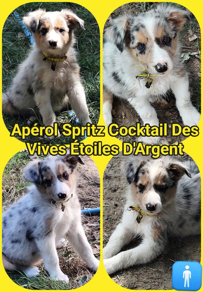 Des Vives Etoiles D’Argent - Chiots disponibles - Border Collie