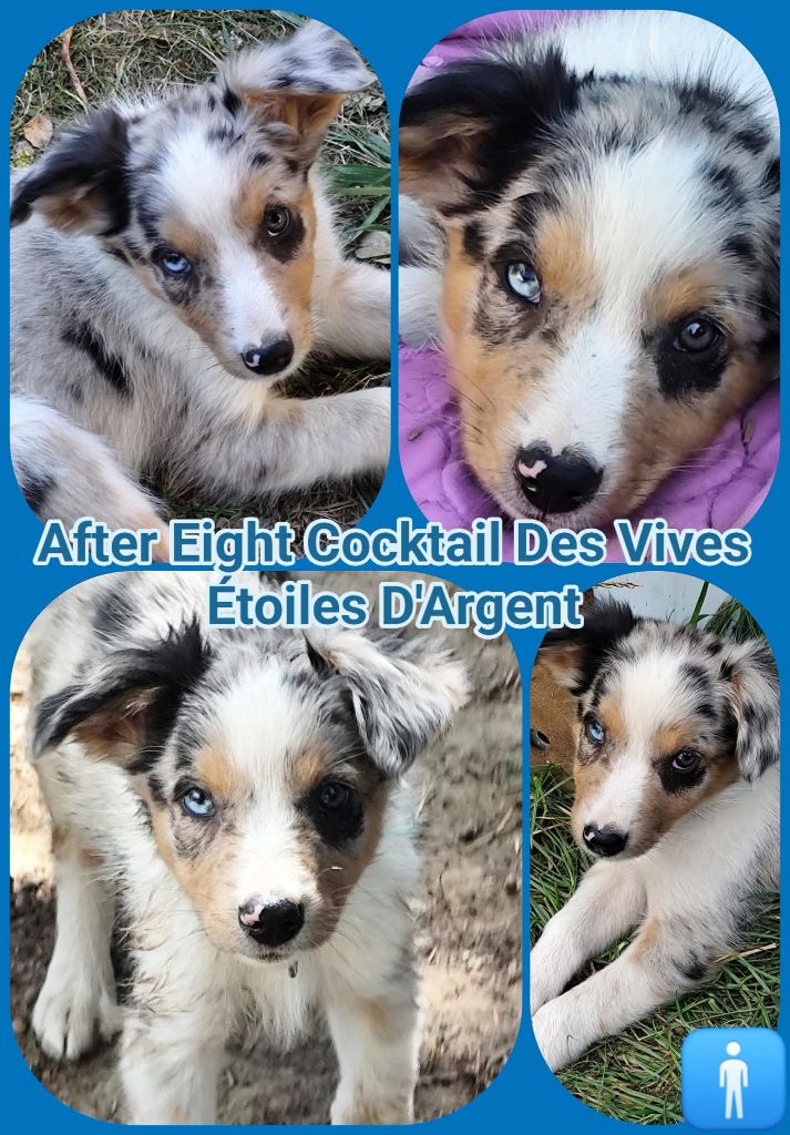 Des Vives Etoiles D’Argent - Chiots disponibles - Border Collie