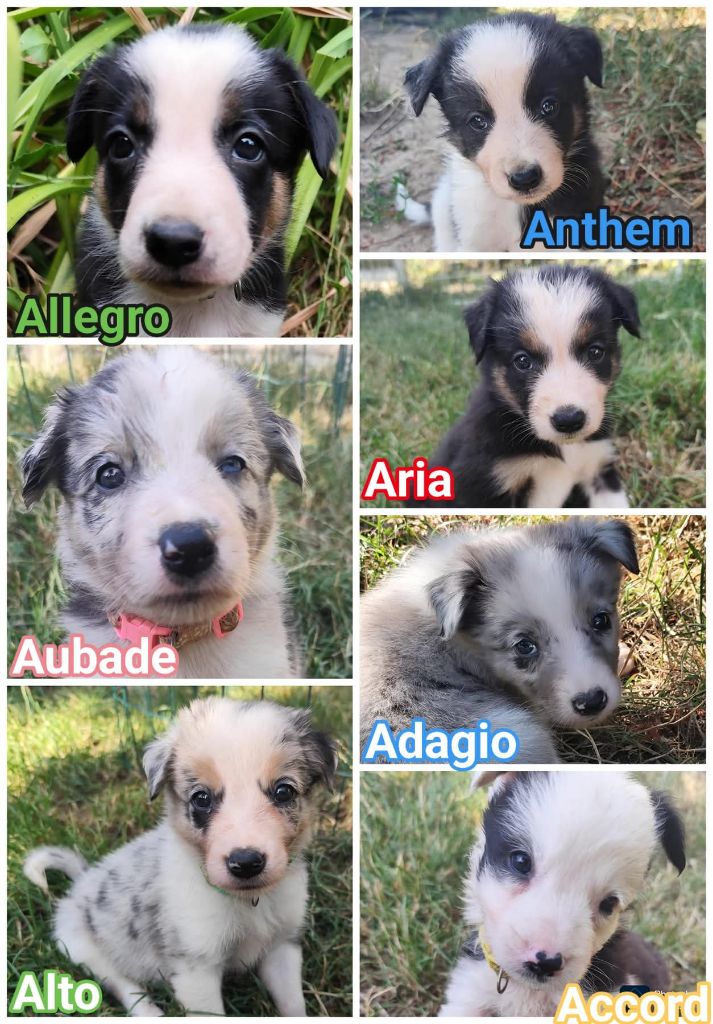 Chiot Border Collie Des Vives Etoiles D’Argent