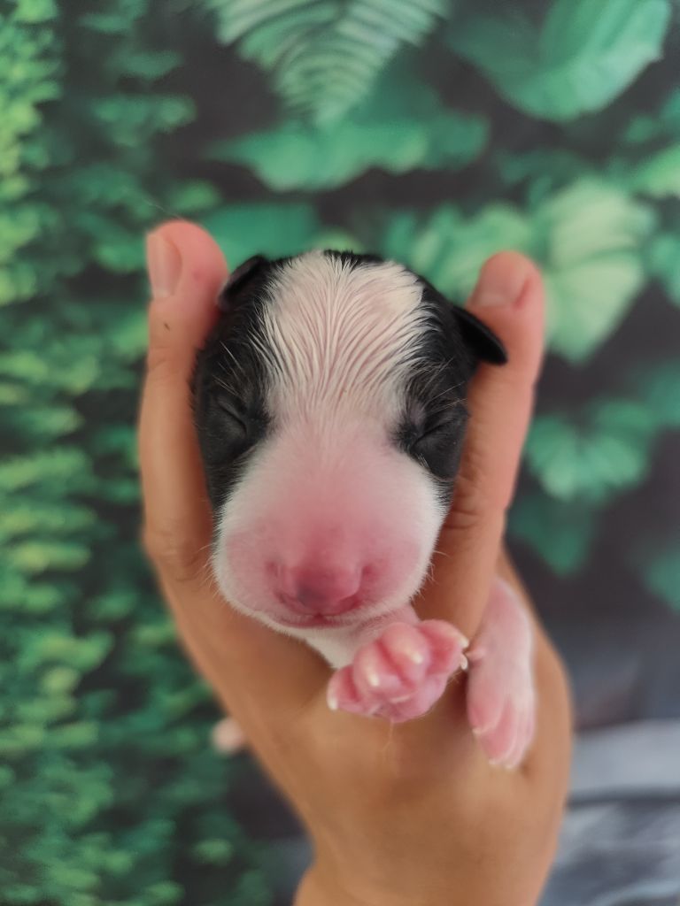 Des Vives Etoiles D’Argent - Chiots disponibles - Border Collie