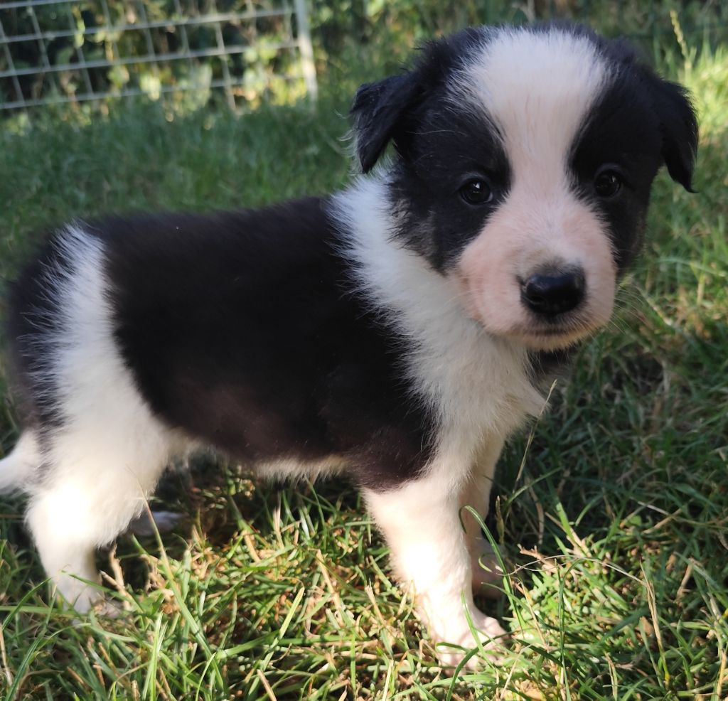 Des Vives Etoiles D’Argent - Chiots disponibles - Border Collie