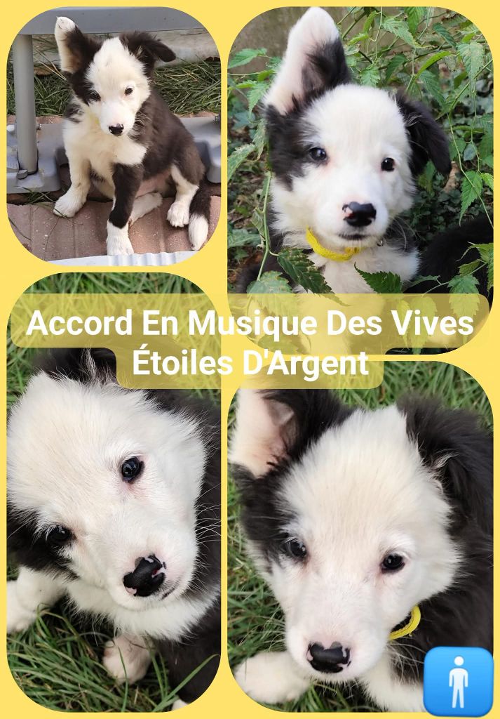 Des Vives Etoiles D’Argent - Chiots disponibles - Border Collie