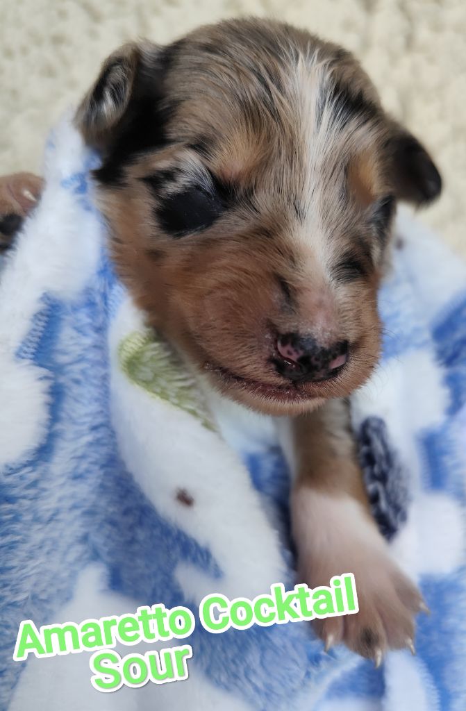 Des Vives Etoiles D’Argent - Chiots disponibles - Border Collie